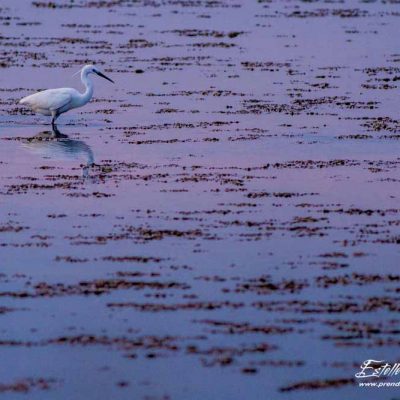 Aigrette garzette