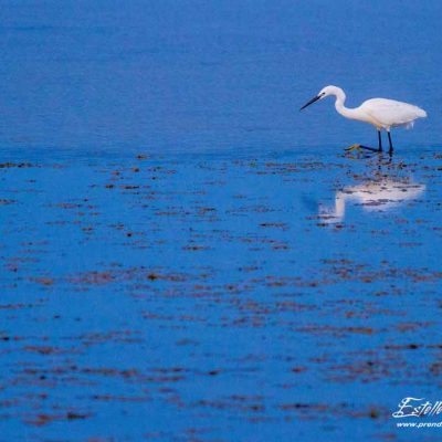 Aigrette garzette