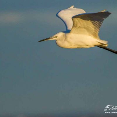 Aigrette garzette