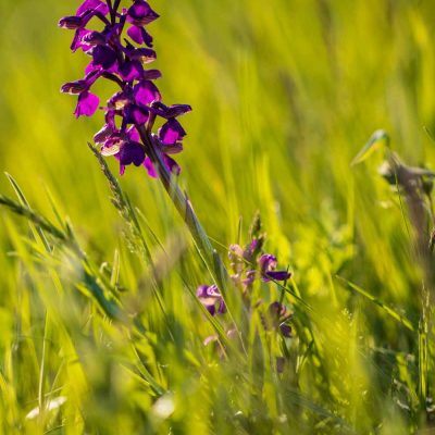 Anacamptis morio