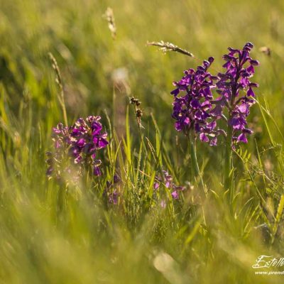 Anacamptis morio