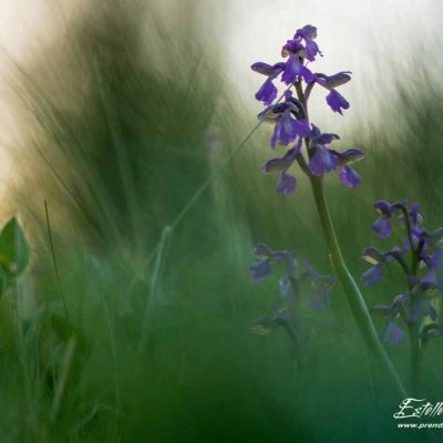 Anacamptis morio