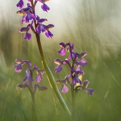 Anacamptis morio