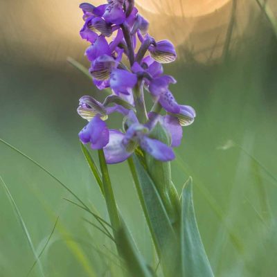 Anacamptis morio