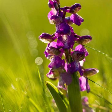 L’orchis bouffon : Anacamptis morio morio