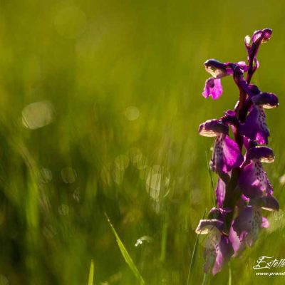 Anacamptis morio morio_Vernosc lès Annonay