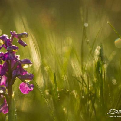 Anacamptis morio morio_Vernosc lès Annonay