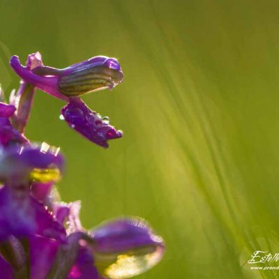 Anacamptis morio morio_Vernosc lès Annonay