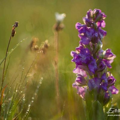 Anacamptis morio morio_Vernosc lès Annonay