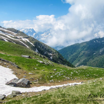 Bouquetin des Alpes et paysage montagne