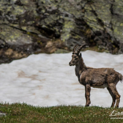 Bouquetin des Alpes