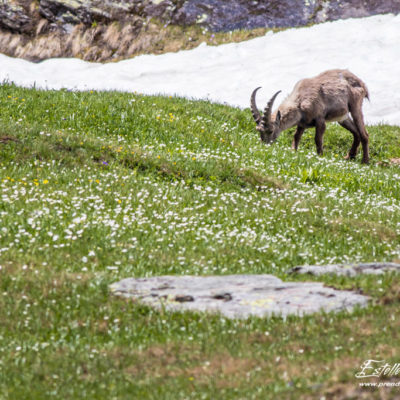 Bouquetin des Alpes