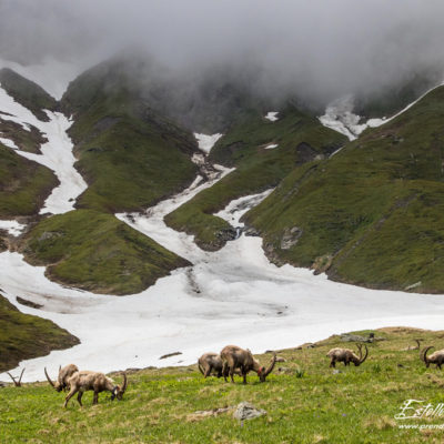 Bouquetin des Alpes