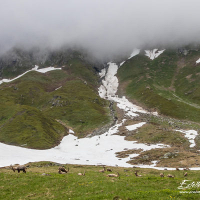 Bouquetin des Alpes