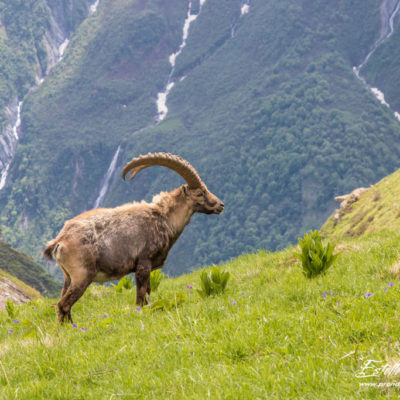 Bouquetin des Alpes