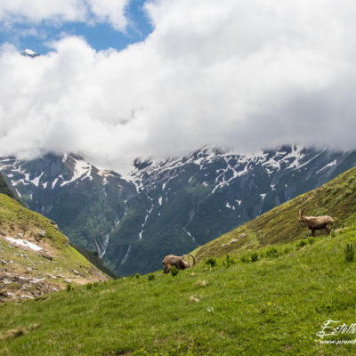 Bouquetin des Alpes