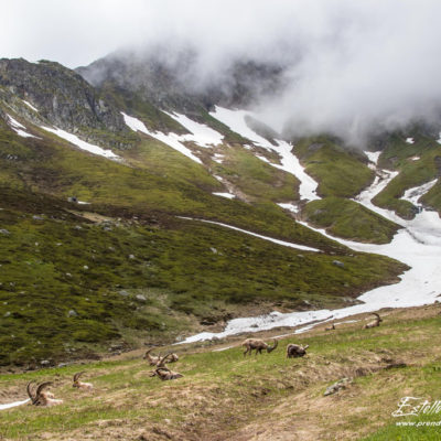 Bouquetin des Alpes