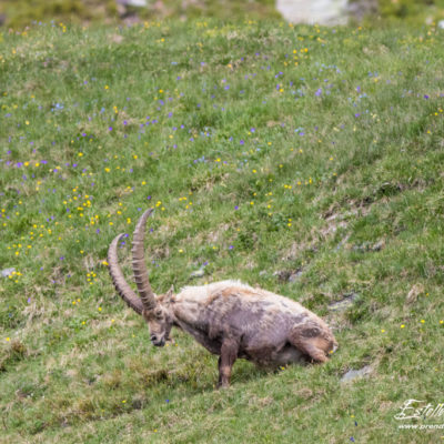 Bouquetin des Alpes