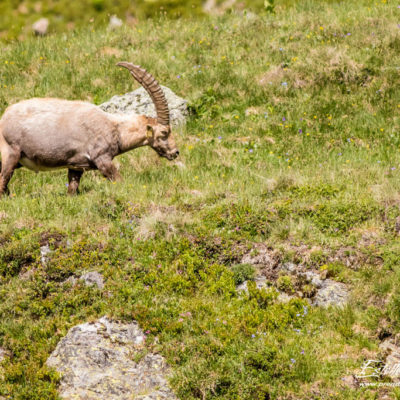 Bouquetin des Alpes