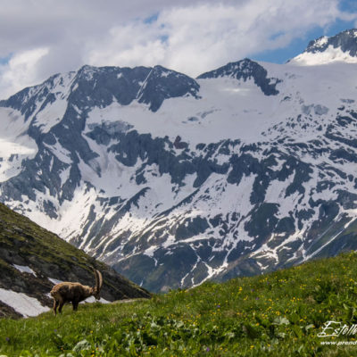 Bouquetin des Alpes