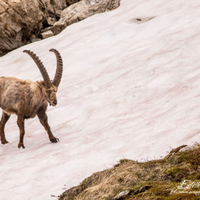 Bouquetin des Alpes