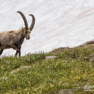 Bouquetin des Alpes