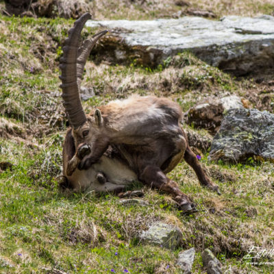 Bouquetin des Alpes