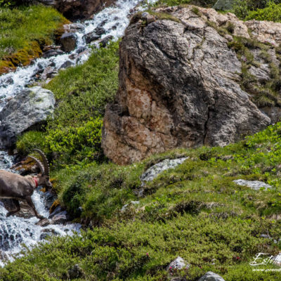 Bouquetin des Alpes