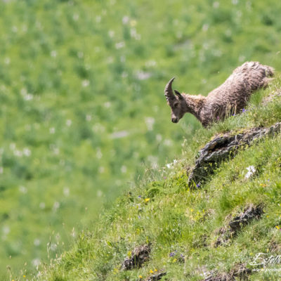 Bouquetin des Alpes