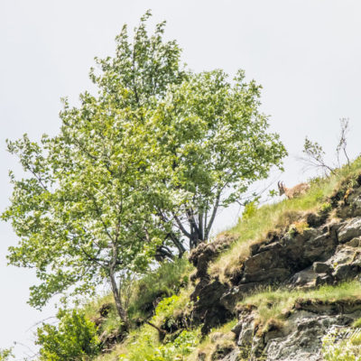 Bouquetin des Alpes