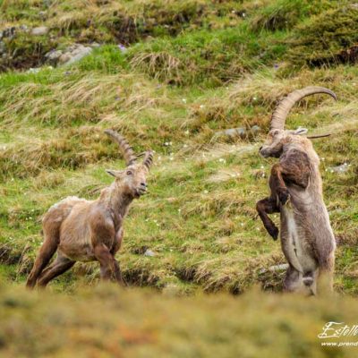 Bouquetin des Alpes_jeu de combat