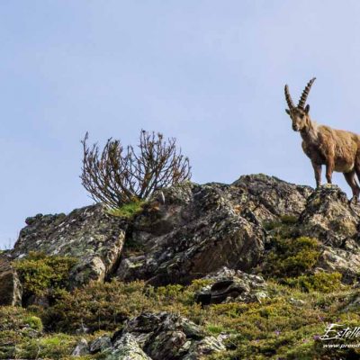 Bouquetin des Alpes