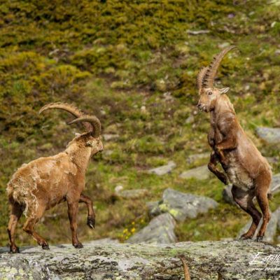 Bouquetin des Alpes_jeu de combat