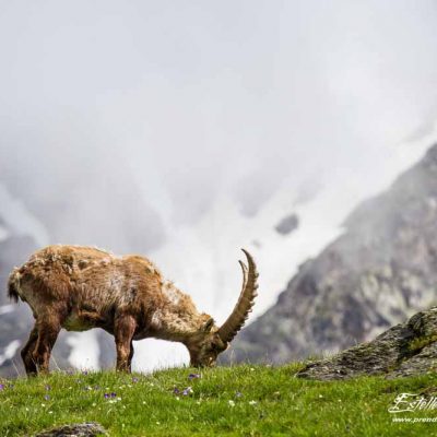 Bouquetin des Alpes