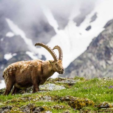 Les bouquetins du vallon de Polset