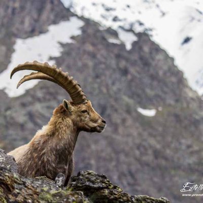 Bouquetin des Alpes