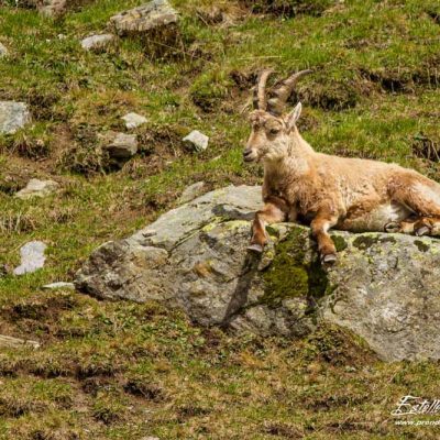 Bouquetin des Alpes_repos