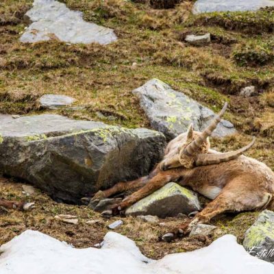 Bouquetin des Alpes_repos