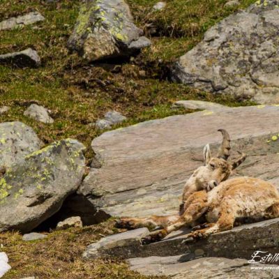 Bouquetin des Alpes_repos