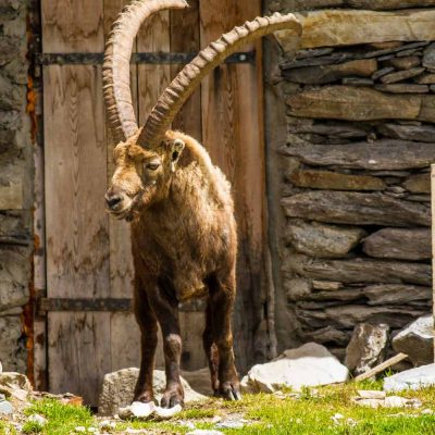 Bouquetin des Alpes