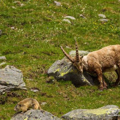 Bouquetin des Alpes