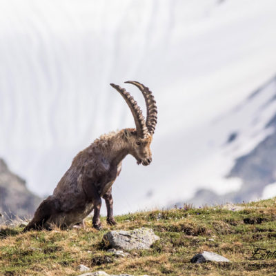 Bouquetin des Alpes_se lève