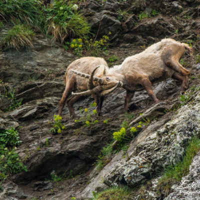 Bouquetin des Alpes