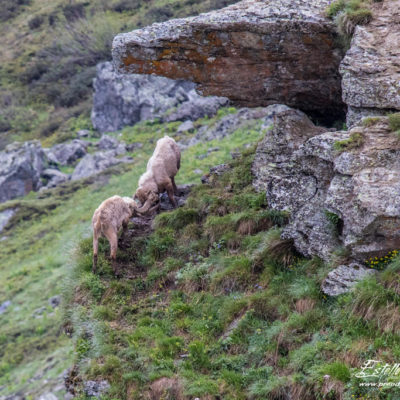 Bouquetin des Alpes