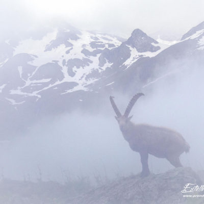 Bouquetindes Alpes_exposition multiple