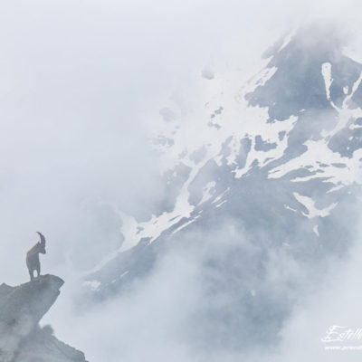 Bouquetin des Alpes_exposition multiple