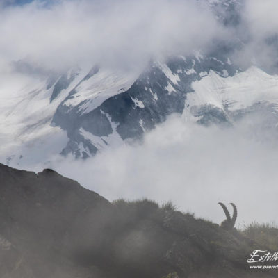 Bouquetin des Alpes_exposition multiple