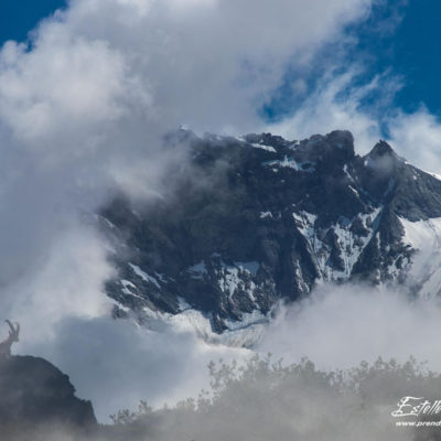 Bouquetin des Alpes_exposition multiple