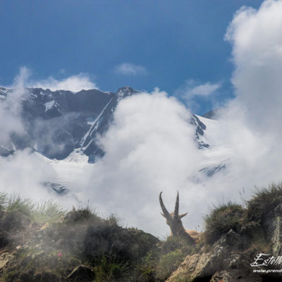 Bouquetin des Alpes_exposition multiple