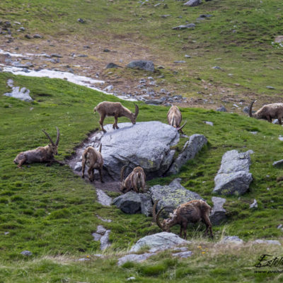 Bouquetin des Alpes_lèche sel